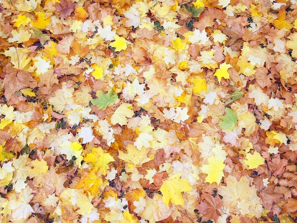 Background from autumn leaves — Stock Photo, Image