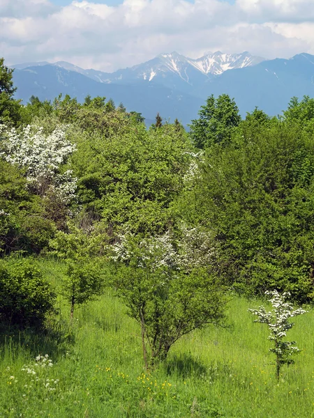 Picos de Rohace e árvores verdes — Fotografia de Stock