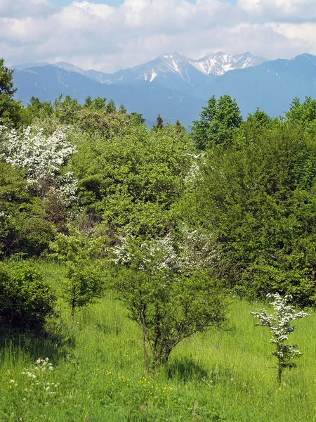 Peaks of Rohace and green trees — Stock Photo, Image