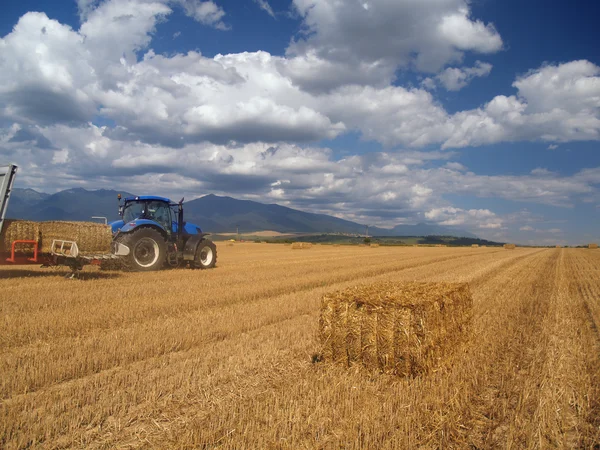 Raccolta del grano a Liptov, Slovacchia — Foto Stock