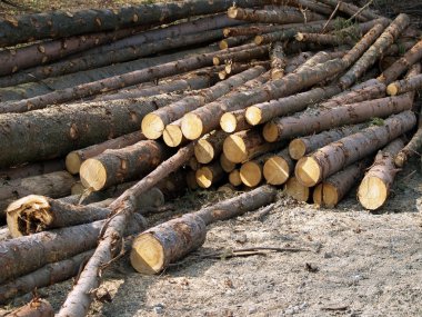 taze kesilmiş odun yığını