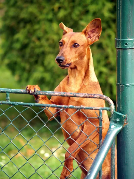 Dog looking over fence — Stock Photo, Image