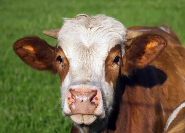 Ritratto di mucca marrone e bianco — Foto Stock