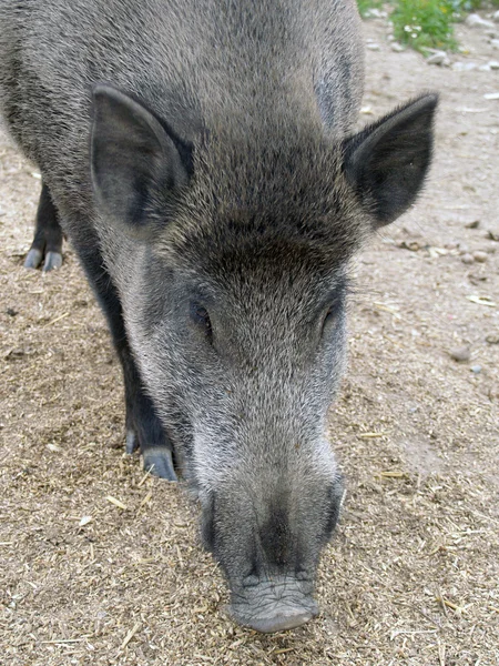 Wild zwijn (Sus scrofa) hoofd close-up — Stockfoto