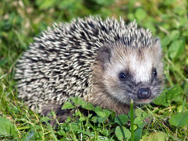 Igel — Stockfoto