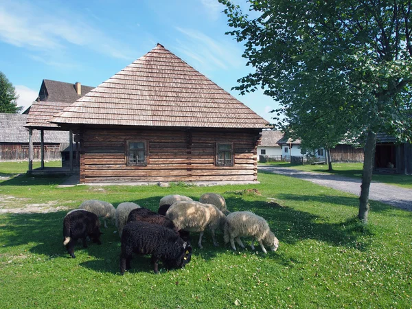 Sheep in Pribyina skanzen, Slovakia — Stock Photo, Image