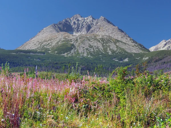 Gerlach Peak et plantes colorées — Photo