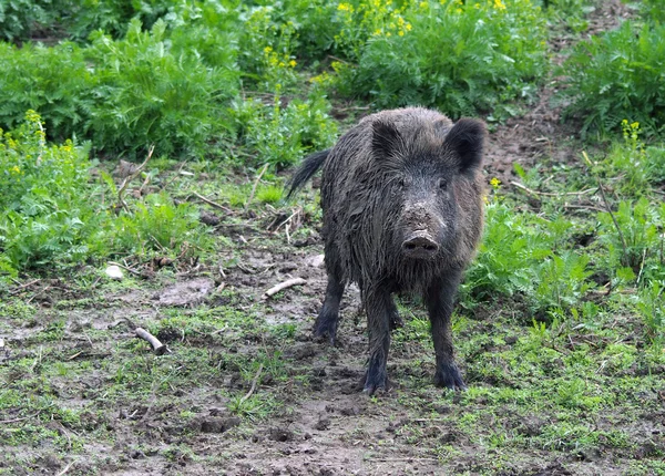 Yaban domuzu ya da yaban domuzu — Stok fotoğraf