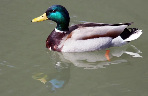 Πάπια αρσενικό mallard στο νερό — Φωτογραφία Αρχείου