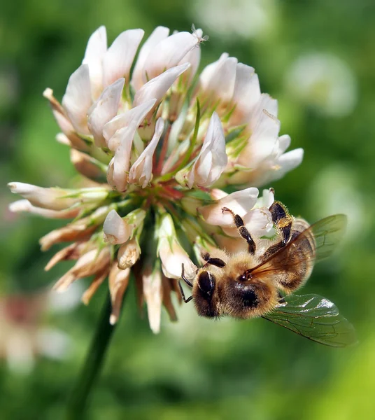 Бджола запилююча квітка конюшини — стокове фото
