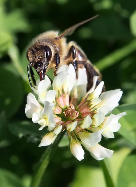 Európai méh beporzó lóhere blossom — Stock Fotó