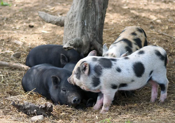 Quatre porcelets reposant sous un arbre — Photo