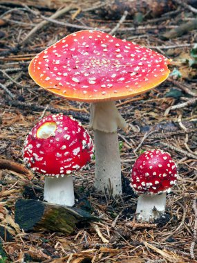 ormanda üç amanita muscarias