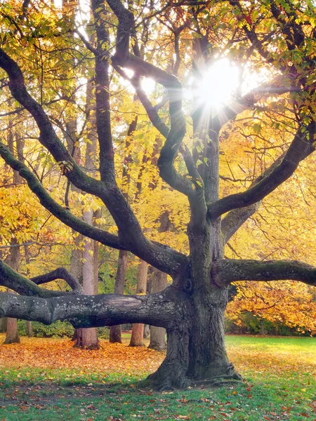 Huge tree and the sun in autumn — Stock Photo, Image