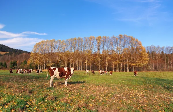 Cows on field in autumn — Stock Photo, Image