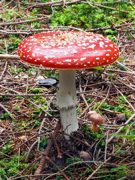 Amanita muscaria toadstool on moss — Stock Photo, Image