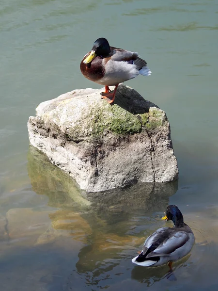 Anatre nel lago — Foto Stock