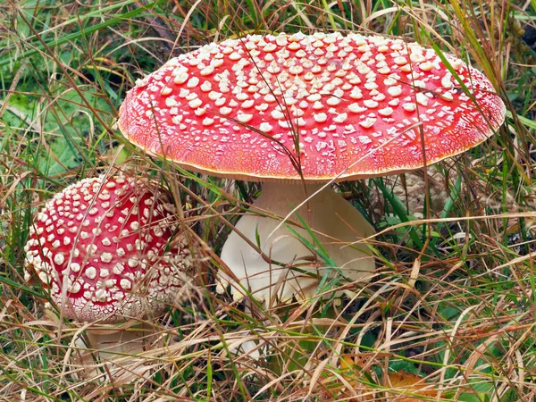 Two Amanita muscarias in grass — Stock Photo, Image