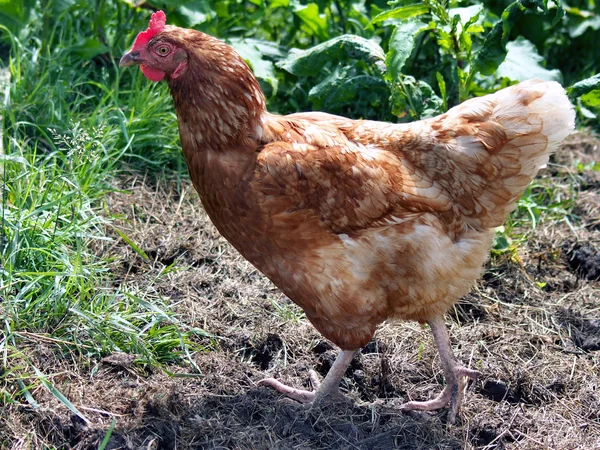 Rode kip staande op grond — Stockfoto