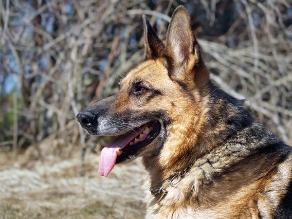 German shepherd dog — Stock Photo, Image