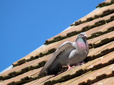 Güvercin kırmızı kiremit çatı üzerinde
