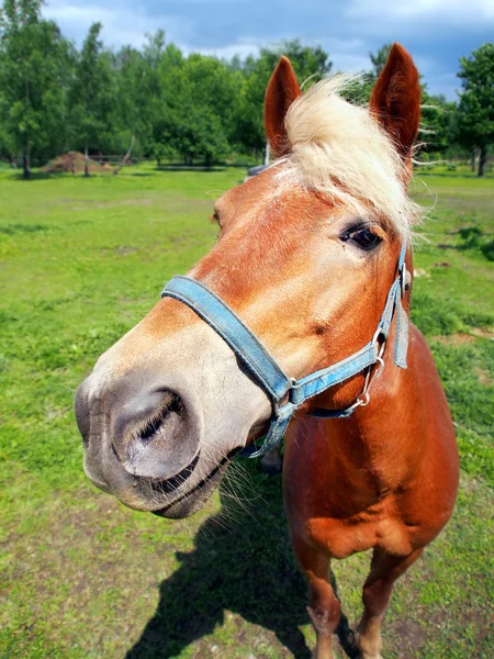 Pferd blickt direkt in die Kamera — Stockfoto