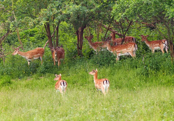 Una manada de ciervos en barbecho en el prado verde —  Fotos de Stock