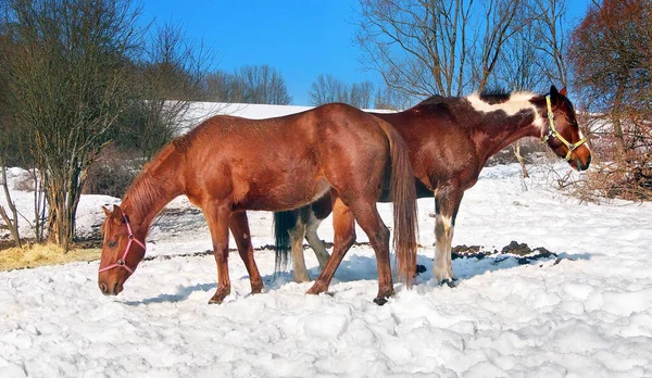 Vue Rapprochée Deux Chevaux Debout Sur Pré Enneigé Par Temps — Photo