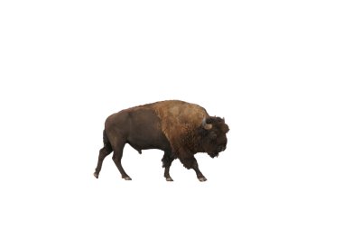 Single bull bison isolated on white