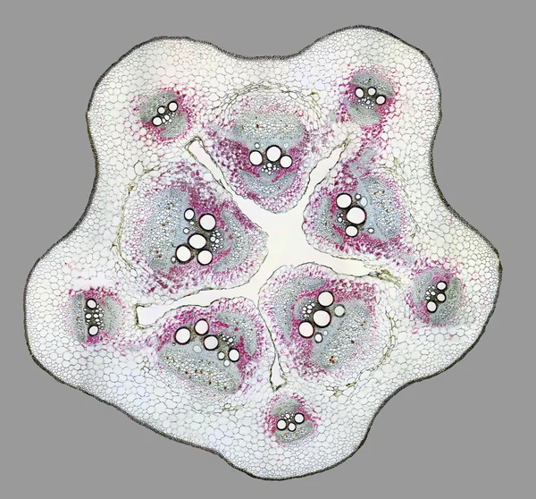Mikroskobik kesim — Stok fotoğraf