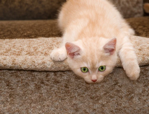 Red kitten — Stock Photo, Image