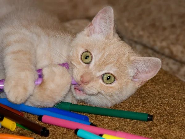 Gatinho vermelho — Fotografia de Stock