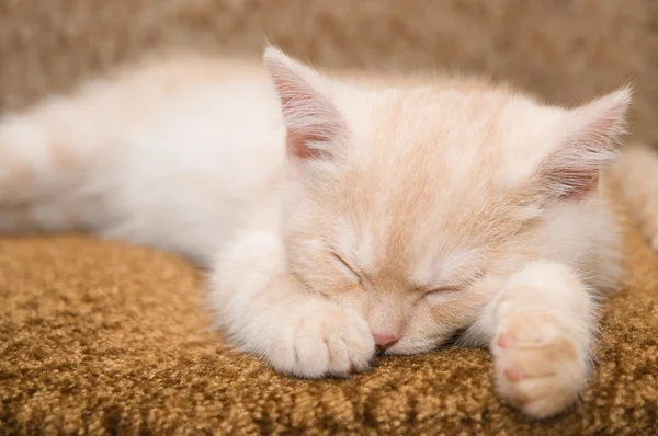 Gatinho vermelho — Fotografia de Stock