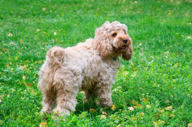 Köpek.