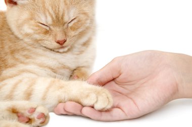 Kırmızı kedi yavrusu