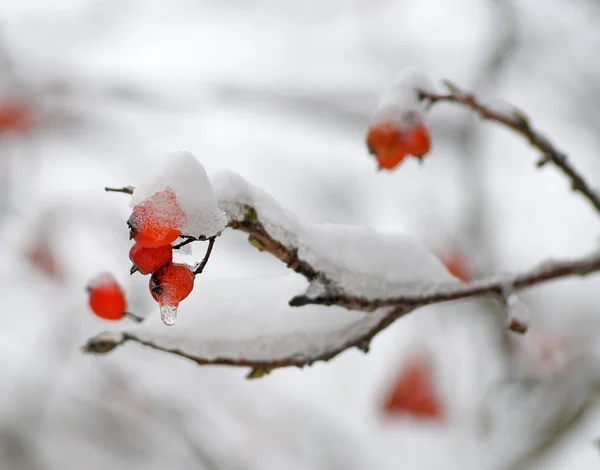 Ashberries in a snow — Stock Photo, Image