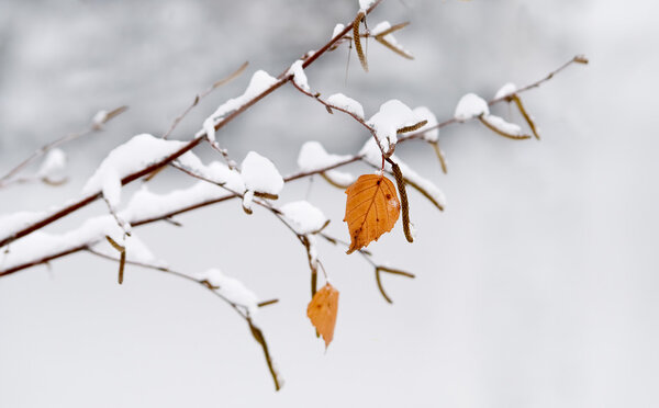 Birch in a snow