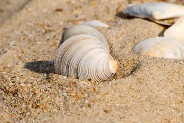 Coquille de coco — Photo