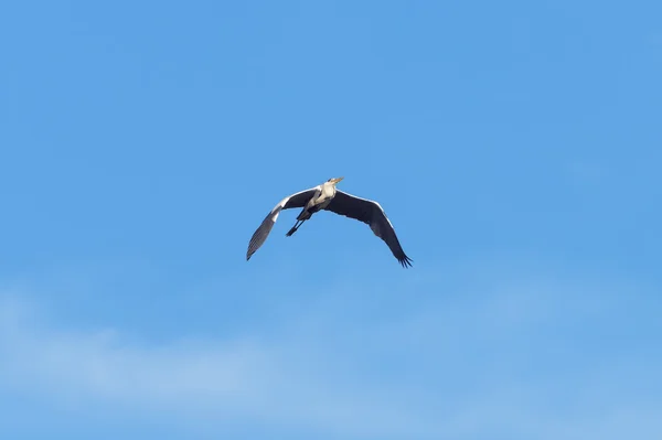 Gemeenschappelijke heron — Stockfoto