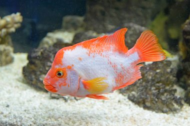 kırmızı-beyaz balık