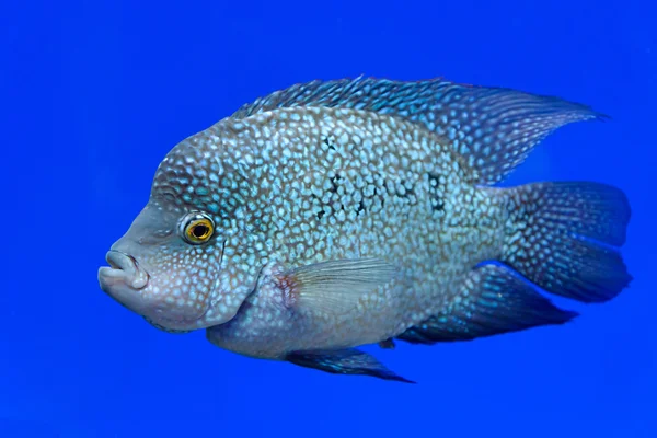 Fish — Stock Photo, Image