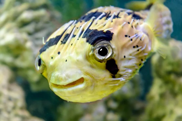 Porcupine fish