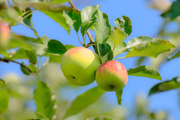 Apples — Stock Photo, Image