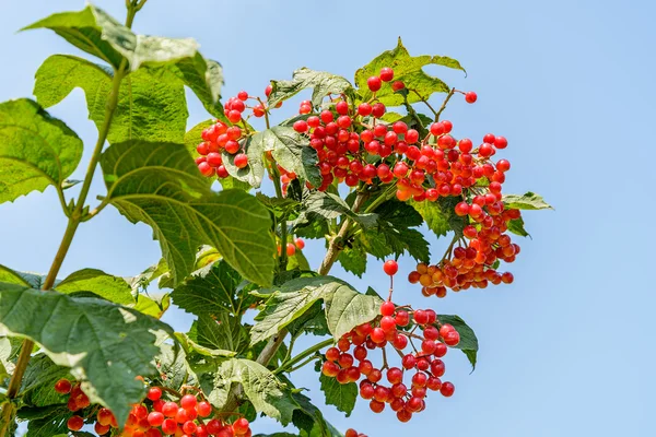 அம்பு மரம் — ஸ்டாக் புகைப்படம்