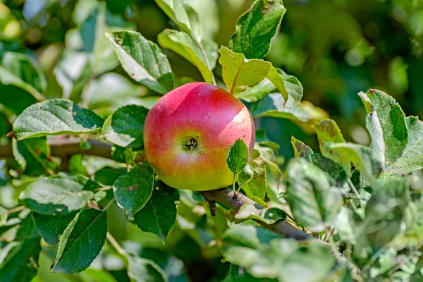 Apple — Stock Photo, Image