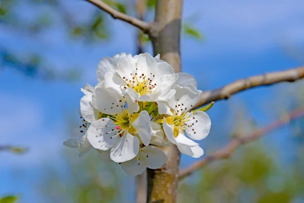 Blossoming branch of a apple tree — Stock Photo, Image