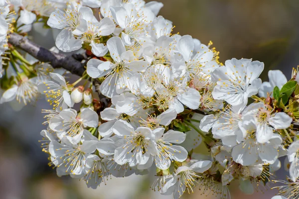 Blossoming branch of a cherry tree — Stock Photo, Image