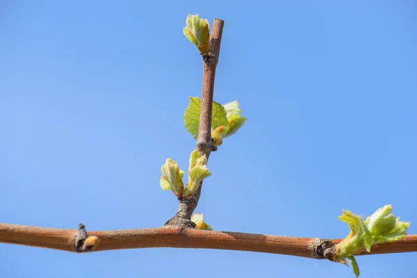 Hojas de vid en flor —  Fotos de Stock