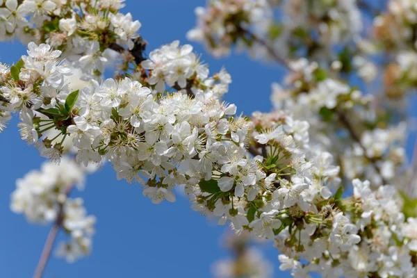 Flowering cherry tree — Stock Photo, Image