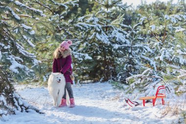 Beyaz Samoyed köpeği eşliğinde karda oynayan bir çocuk.